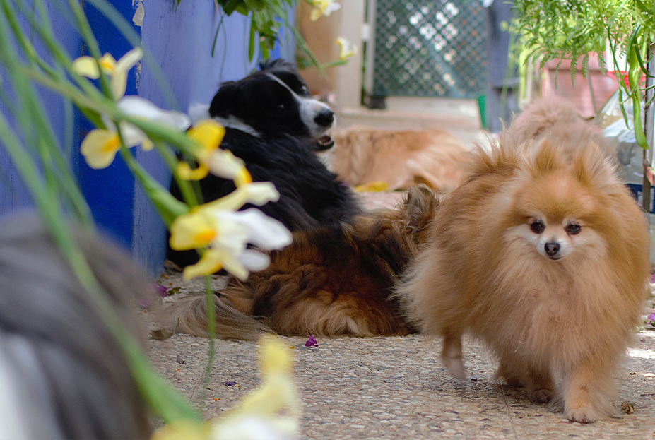 dogbnb-002