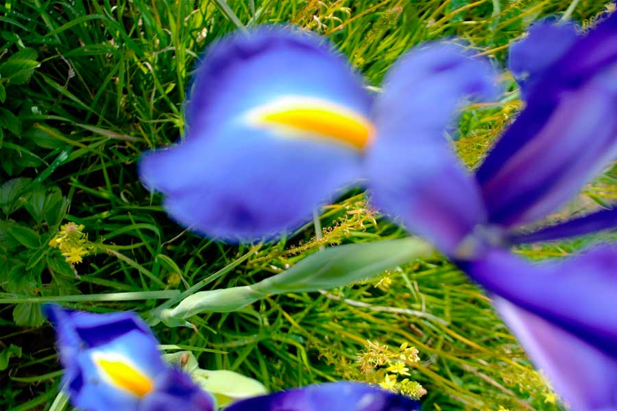 el-jardin-azul003